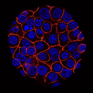 Screenshot 2026-01-13 at 9.52.24 AM